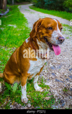 Goldene Farbe Hund im Sitzen im Green Park Stockfoto