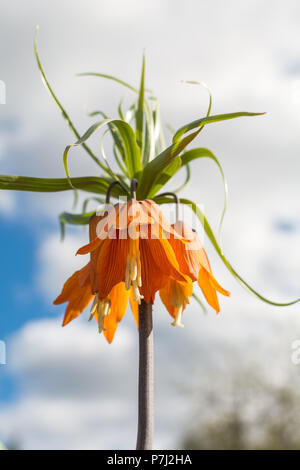 Orange Fritillaria imperialis Blume (kaiserkrone, Imperial fritillary oder Kaiser's Crown) gegen den blauen Frühlingshimmel Hintergrund. Stockfoto