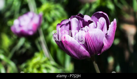 Wunderschöne lila Doppel Spät blühenden tulip Tulip (Pfingstrose) Gattung tulipa hybrid Arten unter den Frühling Morgen Sonne. Stockfoto