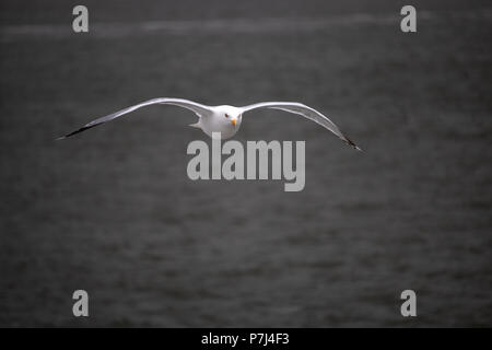 Möwe im Flug über der Nordsee Stockfoto