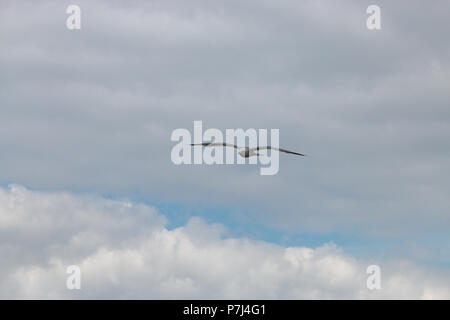 Möwe im Flug über der Nordsee Stockfoto