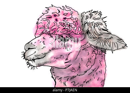 Ein Porträt einer Suri Alpaka mit Gefältelt Haarkleid Haar. Abbildung: Im Stil eines Aquarell Zeichnung. Stockfoto