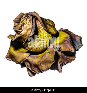 Florale Kunst Farbe Makro einer isolierten Alter verblassen gelb golden braun Rosenblüte, metallischen detaillierte Textur auf weißem Hintergrund, vintage Stockfoto