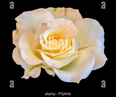 Kunst Stillleben Farben Blumen Vorderansicht Makro Foto von einem weit geöffneten Blüte Gelb Weiß Pink Rose Blüte mit detaillierten Textur, schwarzer Hintergrund Stockfoto