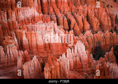 Einen weiten Panoramablick auf den Bryce Canyon Nationalpark Kathedrale von Hoodoos auf Inspiration Point bei Sonnenuntergang. Stockfoto