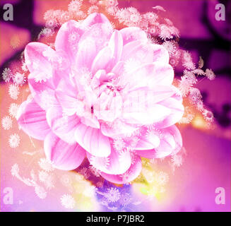 Dahlie in Rosa, Fotomontage, Mehrfachbelichtung Stockfoto