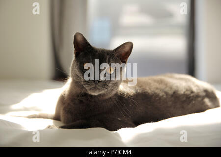 Chartreux Katze liegend auf Bett im Sonnenlicht. Stockfoto