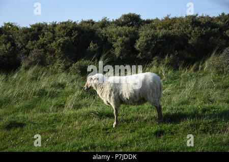 Schafe auf einer Weide Stockfoto