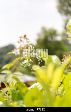 Nahaufnahme der Biene auf Blackberry Anlage Stockfoto