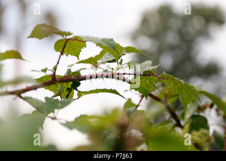 Nahaufnahme von bramble Zweig Stockfoto