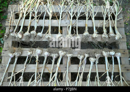 Knoblauchzwiebelpflanzen wurden auf einer Holzpalette in einem Landgarten im Juni im Hitzewellen-Sommer 2018 Carmarthenshire Dyfed Wales UK KATHY DEWITT getrocknet Stockfoto