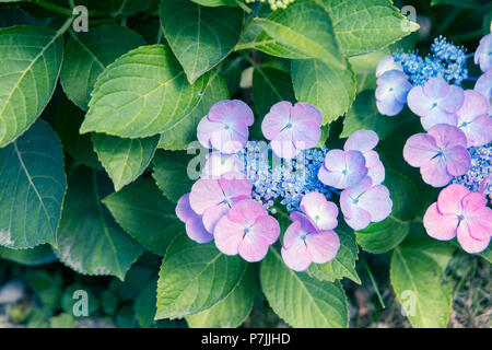 Die Hortensie Blumen und Laub. Stockfoto