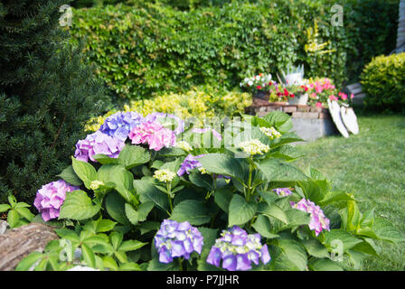 Die Hortensie Blumen im Garten Stockfoto