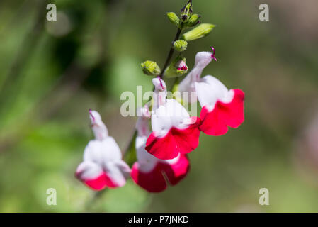 Die Blumen einer Salbei 'Hot Lips' (Salvia 'Hot Lips') Stockfoto