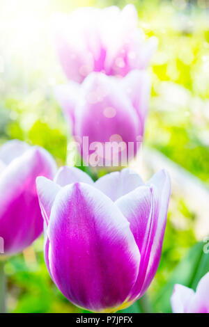 Tulpen im Sonnenschein, Blumen Stockfoto