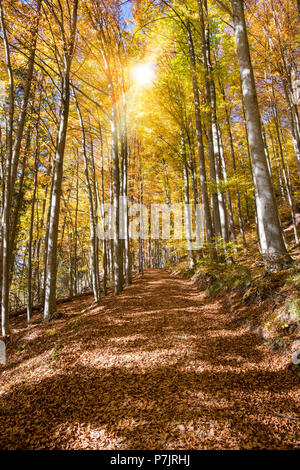 Goldener Oktober, Herbst, Buchenwälder, Sonnenstrahlen Stockfoto