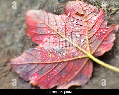 Farbige Herbst Blatt mit Wassertropfen Stockfoto