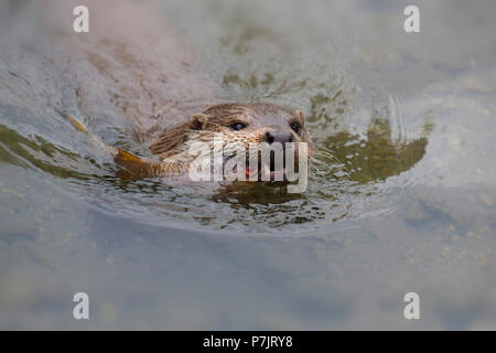 Eurasische Fischotter, Lutra lutra Schwimmen mit gefangen Fisch im Wasser Stockfoto