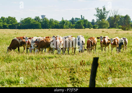 Herde der Braun weisse Kühe auf einer Weide mit Zaun im Sommer Stockfoto