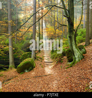 Deutschland, Sachsen, Elbsandsteingebirge, Nationalpark Sächsische Schweiz, Sunbeam auf Fußweg durch die herbstlichen Wald Stockfoto