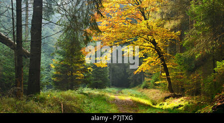 Deutschland, Sachsen, Elbsandsteingebirge, Nationalpark Sächsische Schweiz, Fußweg durch die herbstlichen Wald Stockfoto