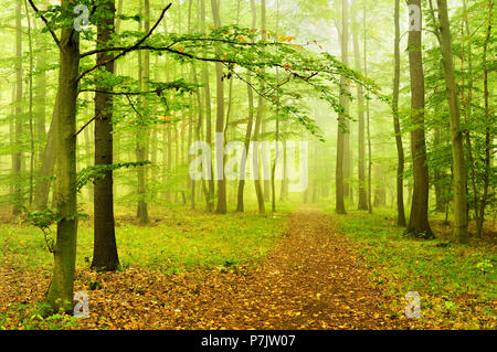 Deutschland, Sachsen-Anhalt, in der Nähe von Naumburg, Wanderweg durch naturnahe Mischwald mit Nebel Stockfoto