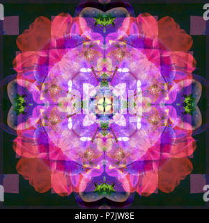 Fotografische Blume Mandala, lila, rosa, dunkelgrün, Stockfoto
