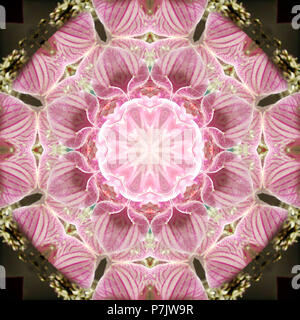 Fotografische Blume Mandala, Rosa, Weiß, Olivgrün Stockfoto