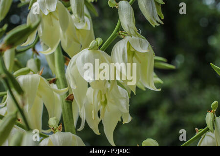 Weiße Blumen von Yucca gloriosa Stockfoto