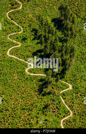 Wicklung Weg, Wiese, Koniferen, Fichte, durchgeschleift Höhenweg an der Hochheidehütte in Niedersfeld, Rothaargebirge, Winterberg, Hochsauerland, Nordrhein-Westfalen, Deutschland Stockfoto