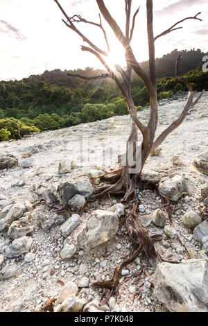 Toter Baum in der Hintergrundbeleuchtung bei Vulkan auf der Insel Pulau Weh Stockfoto