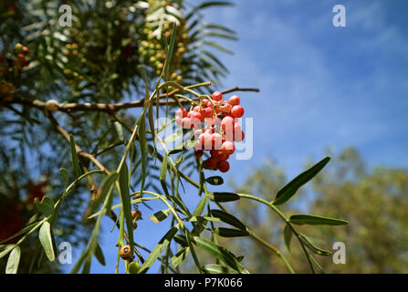 Bündel leuchtend rosa Farbe Früchte des Schinus molle oder Peruanischen Pfeffer auf den Baum gegen den sonnigen blauen Himmel, Cusco Region, Peru Stockfoto