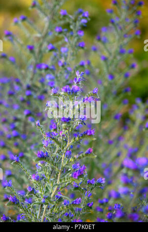 Echium Vulgare, bekannt als der Viper Bugloss oder Blueweed, wachsende neben einer Straße in den Abruzzen in Italien. Stockfoto