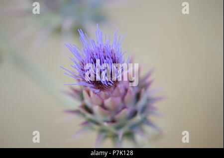 lila Blume Stockfoto