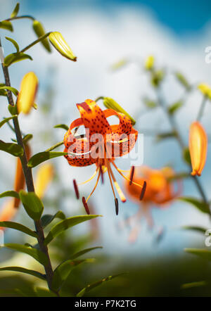 Tiger Lily in einem Garten, Sommer Blumen Stockfoto