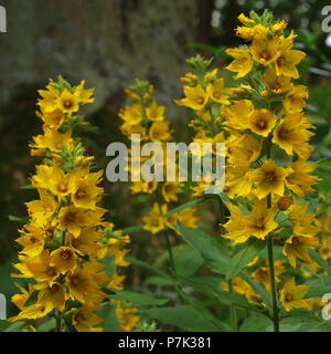 Reich gelb Mehrjährig Blumen, große gelbe Felberich, in voller Blüte. Stockfoto