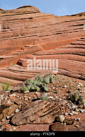 UTAH - Kaktus wächst an der Basis der geschichteten Sandstein Klippen auf dem Weg zum Eingang West zu Buckskin Gulch in der Paria Canyon Wilderness. Stockfoto
