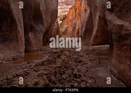 UT 00366-00... UTAH - Buckskin Gulch in der Paria Canyon - Vermilion Cliffs Wilderness. Stockfoto