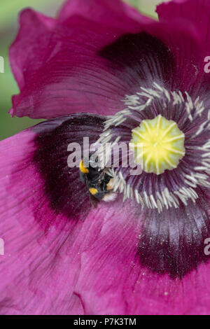 Bombus lucorum. Bumblebee in einem Papaver somniferum Schlafmohn in einem englischen Country Garden Stockfoto