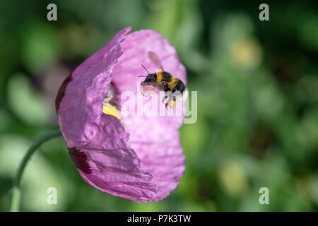 Bombus Lucorum. Hummel, schwebt über Papaver Somniferum Mohn in einem englischen Landhaus-Garten Stockfoto