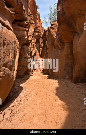 UT 00368-00... UTAH - Buckskin Gulch in der Paria Canyon - Vermilion Cliffs Wilderness. Stockfoto