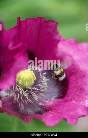 Bombus Lucorum. Hummel, schwebt über Papaver Somniferum Mohn in einem englischen Landhaus-Garten Stockfoto