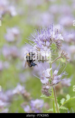 Phacelia tanacetifolia und Bombus lucorum. Eine White-tailed Hummel auf Fiddleneck Blumen Stockfoto