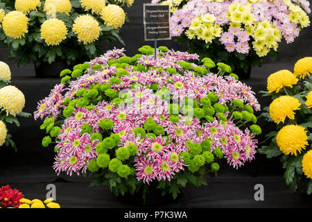 Chrysanthemum flower Anzeige innerhalb des floralen Festzelt an RHS Hampton Court Flower Show 2018. London Stockfoto