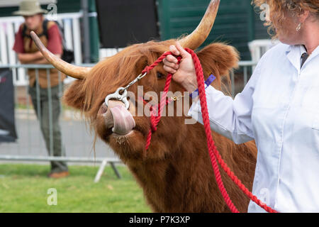 Bos taurus. Highland Cow auf einer Landwirtschaftsmesse. VEREINIGTES KÖNIGREICH Stockfoto