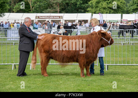 Bos taurus. Highland Cow wird auf einer Landwirtschaftsmesse beurteilt. VEREINIGTES KÖNIGREICH Stockfoto