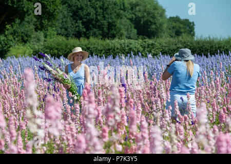 Fotograf und Modell mit Rittersporn in einem Feld an der realen Blume Blütenblatt Konfetti Firma Blumenfelder in Wick, Rastenberg, Großbritannien angebaut Stockfoto