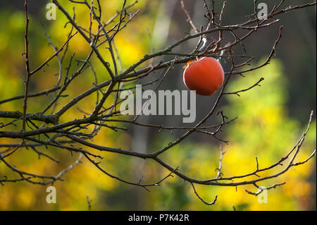 Einsame persimmon der Hintergrundbeleuchtung Stockfoto