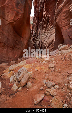 UT 00378-00... UTAH - Buckskin Gulch, ein Slot Canyon, in der Paria Canyon - Vermilion Cliffs Wilderness. Stockfoto