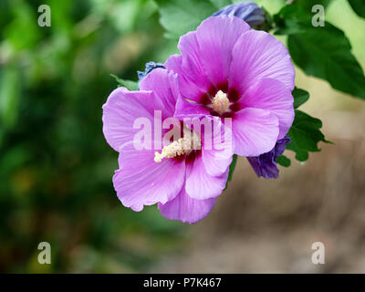 Rosa, Lila Hibiskus Baum in Blüte, Detail Stockfoto